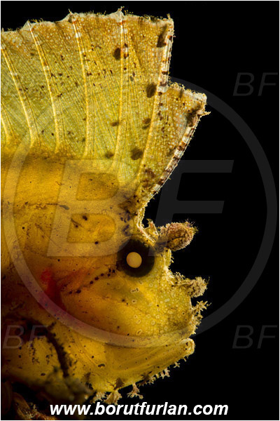 Lembeh strait, Sulawesi, Indonesia, Taenianotus triacanthus, Taenianotus, Scorpaenidae, Leaf Scorpionfish, Scorpionfish, Fish, Portrait, Backlight, Backlit