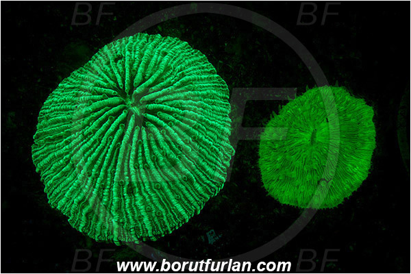 Lembeh strait, Sulawesi, Indonesia, Fungiidae, Mushroom coral, Coral, Anthozoa, Cnidaria, Cnidarian, Abstract, UV, UV illumination, UV light, Biofluorescence