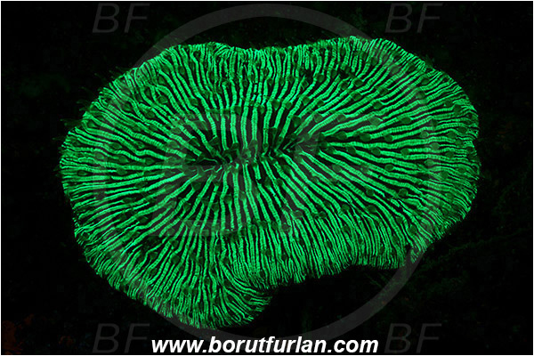 Lembeh strait, Sulawesi, Indonesia, Fungiidae, Mushroom coral, Coral, Anthozoa, Cnidaria, Cnidarian, Abstract, UV, UV illumination, UV light, Biofluorescence