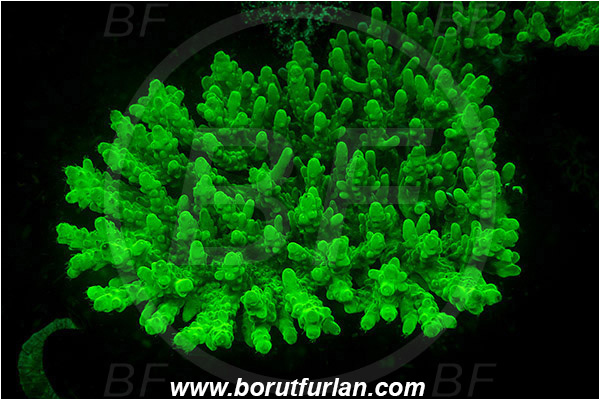 Lembeh strait, Sulawesi, Indonesia, Acropora sp., Acropora, Acroporidae, Table Coral, Coral, Anthozoa, Cnidaria, Cnidarian, UV, UV illumination, UV light, Biofluorescence