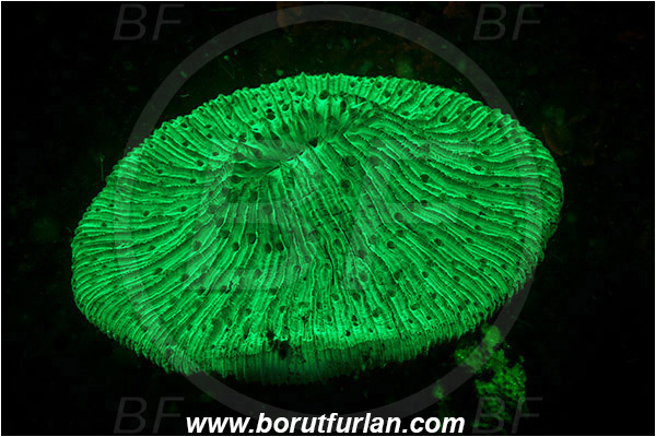 Lembeh strait, Sulawesi, Indonesia, Fungiidae, Mushroom coral, Coral, Anthozoa, Cnidaria, Cnidarian, Abstract, UV, UV illumination, UV light, Biofluorescence