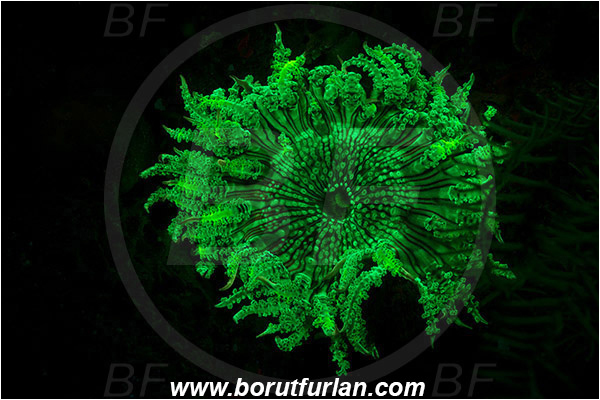 Lembeh strait, Sulawesi, Indonesia, Unidentified, Cnidaria, Cnidarian, Abstract, UV, UV illumination, UV light, Biofluorescence