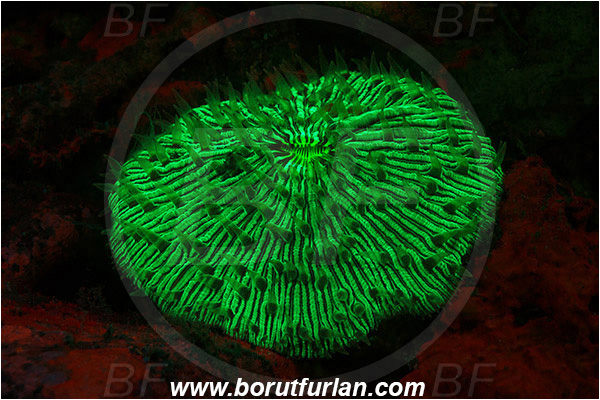 Lembeh strait, Sulawesi, Indonesia, Fungiidae, Mushroom coral, Coral, Anthozoa, Cnidaria, Cnidarian, Abstract, UV, UV illumination, UV light, Biofluorescence