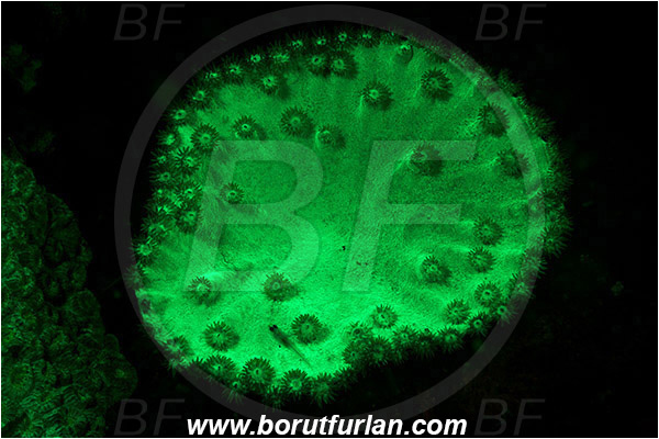 Lembeh strait, Sulawesi, Indonesia, Unidentified, Coral, Anthozoa, Cnidaria, Cnidarian, Abstract, UV, UV illumination, UV light, Biofluorescence