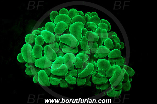 Lembeh strait, Sulawesi, Indonesia, Plerogyra sinuosa, Plerogyra, Scleractinia, Bubble coral, Coral, Cnidaria, Cnidarian, UV, UV illumination, UV light, Biofluorescence