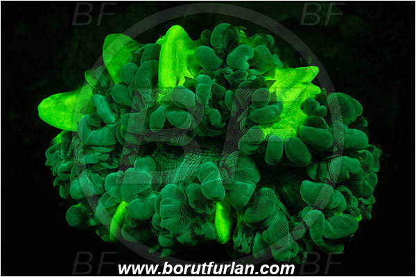 Lembeh strait, Sulawesi, Indonesia, Unidentified, Coral, Anthozoa, Cnidaria, Cnidarian, Abstract, UV, UV illumination, UV light, Biofluorescence