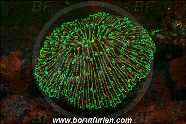 Lembeh strait, Sulawesi, Indonesia, Fungiidae, Mushroom coral, Coral, Anthozoa, Cnidaria, Cnidarian, Abstract, UV, UV illumination, UV light, Biofluorescence