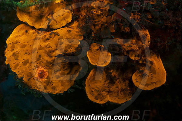 Lembeh strait, Sulawesi, Indonesia, Unidentified, Anthozoa, Cnidaria, Cnidarian, Abstract, UV, UV illumination, UV light, Biofluorescence