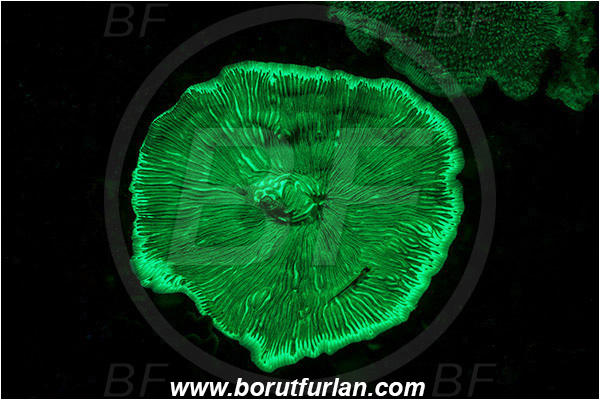 Lembeh strait, Sulawesi, Indonesia, Fungiidae, Mushroom coral, Coral, Anthozoa, Cnidaria, Cnidarian, Abstract, UV, UV illumination, UV light, Biofluorescence