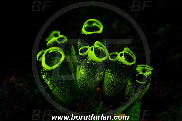 Lembeh strait, Sulawesi, Indonesia, Clavelina robusta, Clavelina, Colony of Tunicates, Ascidiacea, Tunicata, Tunicate, Clavelinidae, Abstract, UV, UV illumination, UV light, Biofluorescence