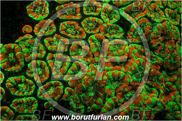 Lembeh strait, Sulawesi, Indonesia, Favia sp., Favia, Faviidae, Coral, Anthozoa, Cnidaria, Cnidarian, Porites Coral, Coral, Abstract, UV, UV illumination, UV light, Biofluorescence
