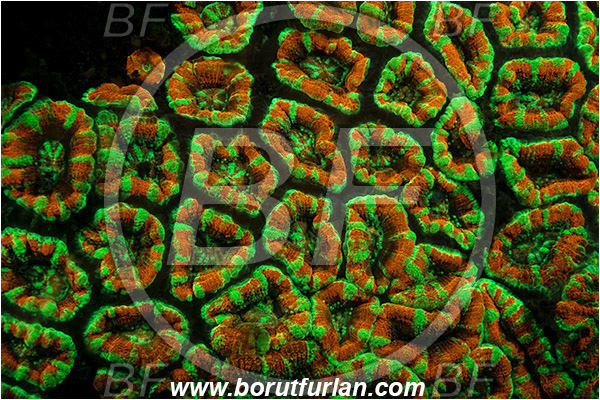 Lembeh strait, Sulawesi, Indonesia, Favia sp., Favia, Faviidae, Coral, Anthozoa, Cnidaria, Cnidarian, Porites Coral, Coral, Abstract, UV, UV illumination, UV light, Biofluorescence