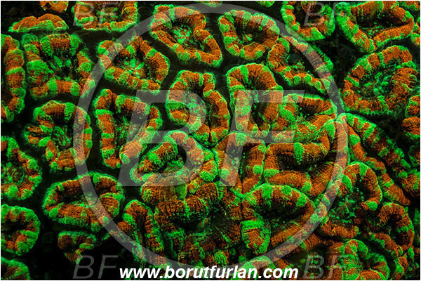 Lembeh strait, Sulawesi, Indonesia, Favia sp., Favia, Faviidae, Coral, Anthozoa, Cnidaria, Cnidarian, Porites Coral, Coral, Abstract, UV, UV illumination, UV light, Biofluorescence
