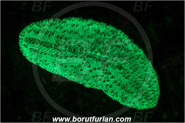 Lembeh strait, Sulawesi, Indonesia, Fungiidae, Mushroom coral, Coral, Anthozoa, Cnidaria, Cnidarian, Abstract, UV, UV illumination, UV light, Biofluorescence