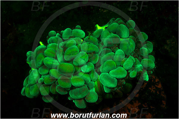 Lembeh strait, Sulawesi, Indonesia, Plerogyra sinuosa, Plerogyra, Scleractinia, Bubble coral, Coral, Cnidaria, Cnidarian, UV, UV illumination, UV light, Biofluorescence