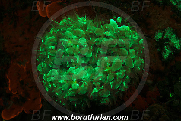 Lembeh strait, Sulawesi, Indonesia, Unidentified, Coral, Anthozoa, Cnidaria, Cnidarian, Abstract, UV, UV illumination, UV light, Biofluorescence