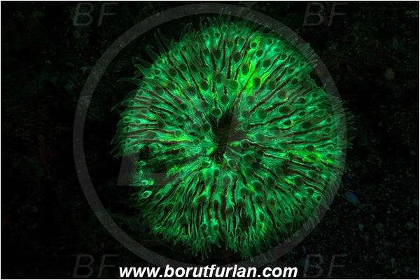 Lembeh strait, Sulawesi, Indonesia, Fungiidae, Mushroom coral, Coral, Anthozoa, Cnidaria, Cnidarian, Abstract, UV, UV illumination, UV light, Biofluorescence