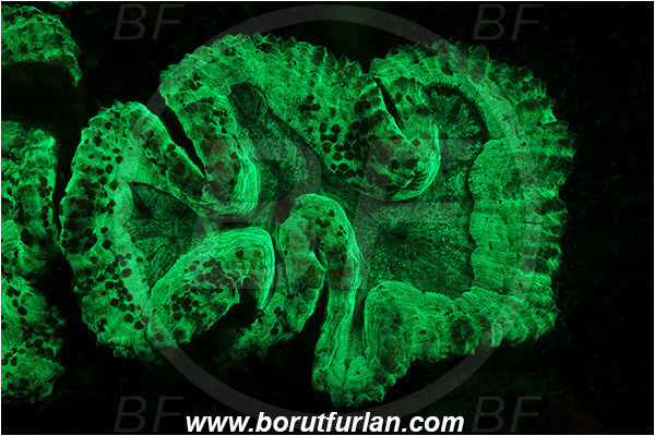 Lembeh strait, Sulawesi, Indonesia, Unidentified, Coral, Anthozoa, Cnidaria, Cnidarian, Abstract, UV, UV illumination, UV light, Biofluorescence