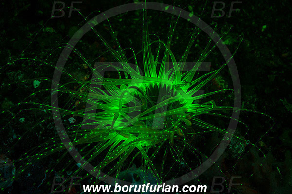 Lembeh strait, Sulawesi, Indonesia, Cerianthus sp., Cerianthus, Cerianthidae, Tube anemone, Anemone, Anthozoa, Cnidaria, Cnidarian, Abstract, UV, UV illumination, UV light, Biofluorescence