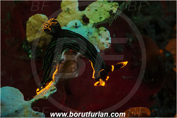 Lembeh strait, Sulawesi, Indonesia, Nembrotha kubaryana, Nembrotha, Polyceridae, Polycerid nudibranch, Dusky Nembrotha, Nudibranch, Sea slug, Gastropoda, Mollusca, Mollusc, UV, UV illumination, UV light, Biofluorescence