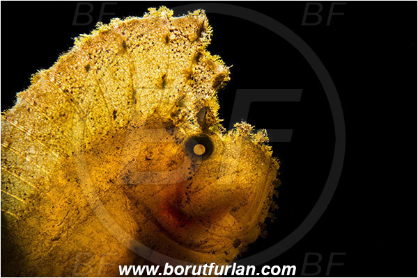 Lembeh strait, Sulawesi, Indonesia, Taenianotus triacanthus, Taenianotus, Scorpaenidae, Leaf Scorpionfish, Scorpionfish, Fish, Portrait, Backlight, Backlit