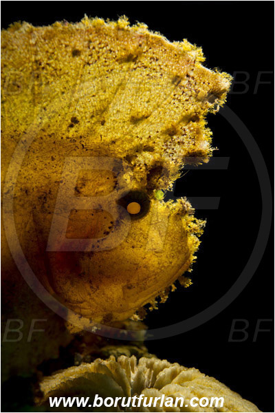 Lembeh strait, Sulawesi, Indonesia, Taenianotus triacanthus, Taenianotus, Scorpaenidae, Leaf Scorpionfish, Scorpionfish, Fish, Portrait, Backlight, Backlit