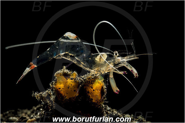 Lembeh strait, Sulawesi, Indonesia, Ancylomenes magnificus, Ancylomenes, Palaemonidae, Decapoda, Crustacea, Crustacean, Magnificent Anemone Shrimp, Cleaner Shrimp, Shrimp, Backlight, Backlit