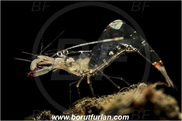 Lembeh strait, Sulawesi, Indonesia, Ancylomenes magnificus, Ancylomenes, Palaemonidae, Decapoda, Crustacea, Crustacean, Magnificent Anemone Shrimp, Cleaner Shrimp, Shrimp, Backlight, Backlit