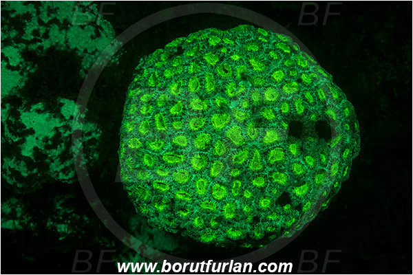 Lembeh strait, Sulawesi, Indonesia, Favia sp., Favia, Faviidae, Coral, Anthozoa, Cnidaria, Cnidarian, Abstract, UV, UV illumination, UV light, Biofluorescence