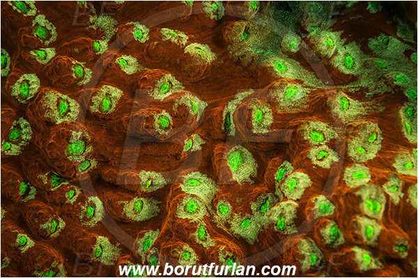 Lembeh strait, Sulawesi, Indonesia, Leptoseris sp., Leptoseris, Agariciidae, Coral, Anthozoa, Cnidaria, Cnidarian, Abstract, UV, UV illumination, UV light, Biofluorescence