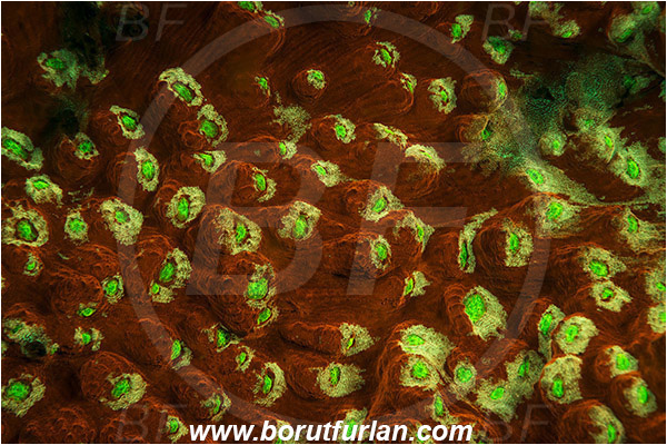 Lembeh strait, Sulawesi, Indonesia, Leptoseris sp., Leptoseris, Agariciidae, Coral, Anthozoa, Cnidaria, Cnidarian, Abstract, UV, UV illumination, UV light, Biofluorescence