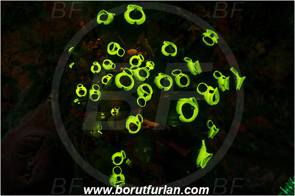 Lembeh strait, Sulawesi, Indonesia, Clavelina robusta, Clavelina, Colony of Tunicates, Ascidiacea, Tunicata, Tunicate, Clavelinidae, Abstract, UV, UV illumination, UV light, Biofluorescence