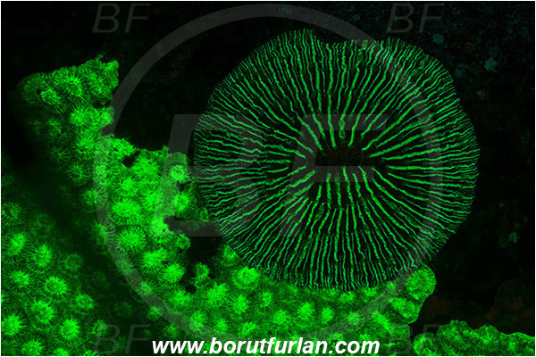 Lembeh strait, Sulawesi, Indonesia, Fungiidae, Mushroom coral, Coral, Anthozoa, Cnidaria, Cnidarian, Abstract, UV, UV illumination, UV light, Biofluorescence
