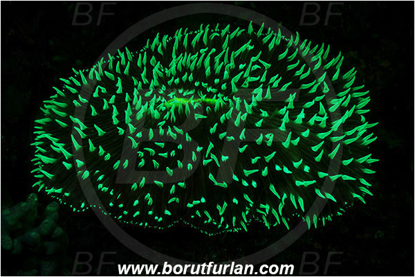 Lembeh strait, Sulawesi, Indonesia, Fungiidae, Mushroom coral, Coral, Anthozoa, Cnidaria, Cnidarian, Abstract, UV, UV illumination, UV light, Biofluorescence