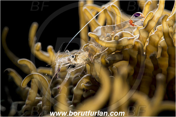 Lembeh strait, Sulawesi, Indonesia, Ancylomenes magnificus, Ancylomenes, Palaemonidae, Decapoda, Crustacea, Crustacean, Magnificent Anemone Shrimp, Cleaner Shrimp, Shrimp, Backlight, Backlit