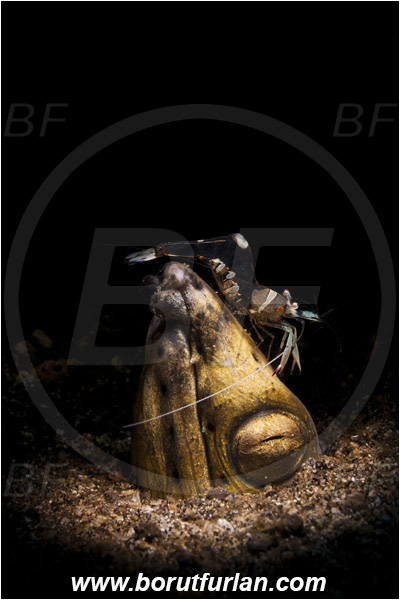 Lembeh strait, Sulawesi, Indonesia, Pisodonophis cancrivorus, Pisodonophis, Ophichthidae, Longfin snake-eel, Snake-eel, Fish, Portrait, Ancylomenes magnificus, Ancylomenes, Palaemonidae, Decapoda, Crustacea, Crustacean, Magnificent Anemone Shrimp, Cleaner Shrimp, Shrimp, Cleaning, Spotlight, Spot illuminated