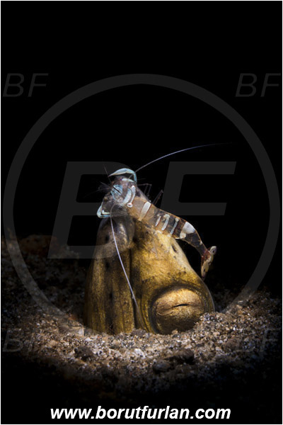 Lembeh strait, Sulawesi, Indonesia, Pisodonophis cancrivorus, Pisodonophis, Ophichthidae, Longfin snake-eel, Snake-eel, Fish, Portrait, Ancylomenes magnificus, Ancylomenes, Palaemonidae, Decapoda, Crustacea, Crustacean, Magnificent Anemone Shrimp, Cleaner Shrimp, Shrimp, Cleaning, Spotlight, Spot illuminated