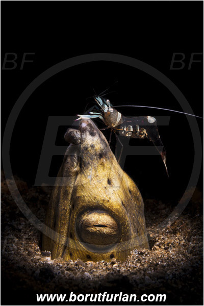 Lembeh strait, Sulawesi, Indonesia, Pisodonophis cancrivorus, Pisodonophis, Ophichthidae, Longfin snake-eel, Snake-eel, Fish, Portrait, Ancylomenes magnificus, Ancylomenes, Palaemonidae, Decapoda, Crustacea, Crustacean, Magnificent Anemone Shrimp, Cleaner Shrimp, Shrimp, Cleaning, Spotlight, Spot illuminated