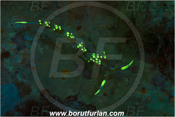 Marsa Shagra, Marsa Alam, Egypt, Red sea, Caloria indica, Caloria, Facelinidae, Aeolid nudibranch, Nudibranch, Sea slug, Gastropoda, Mollusca, Mollusc, UV, UV illumination, UV light, Biofluorescence