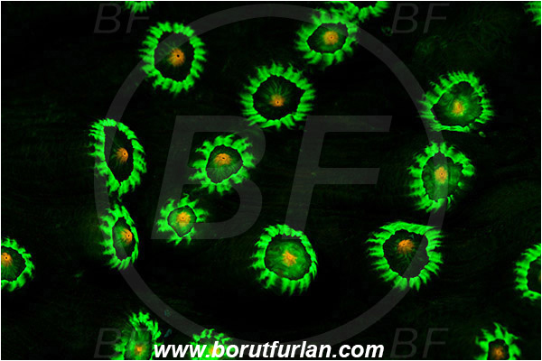 Marsa Shagra, Marsa Alam, Egypt, Red sea, Echinophyllia sp., Echinophyllia, Lobophylliidae, Coral, Anthozoa, Cnidaria, Cnidarian, Abstract, UV, UV illumination, UV light, Biofluorescence