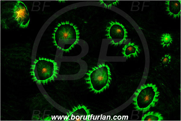 Marsa Shagra, Marsa Alam, Egypt, Red sea, Echinophyllia sp., Echinophyllia, Lobophylliidae, Coral, Anthozoa, Cnidaria, Cnidarian, Abstract, UV, UV illumination, UV light, Biofluorescence