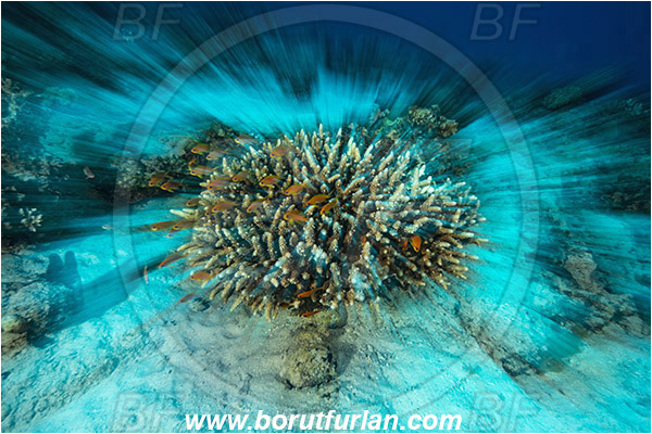 Marsa Shagra, Marsa Alam, Egypt, Red sea, Acropora sp., Acropora, Acroporidae, Anthozoa, Cnidaria, Cnidarian, Acropora Stone Coral, Coral, Reef, Long exposure, Zoom, Zooming during exposure