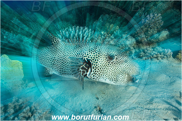 Marsa Shagra, Marsa Alam, Egypt, Red sea, Arothron stellatus, Arothron, Tetraodontidae, Stellate puffer, Puffer, Fish, Reef, Long exposure, Zoom, Zooming during exposure