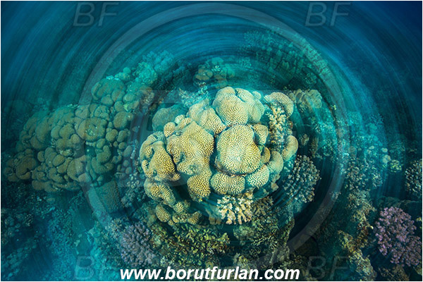Marsa Shagra, Marsa Alam, Egypt, Red sea, Platygyra sp., Platygyra, Meandrinidae, Brain coral, Coral, Hard coral, Cnidaria, Cnidarian, Reef, Long exposure, Rotation, Rotation during exposure