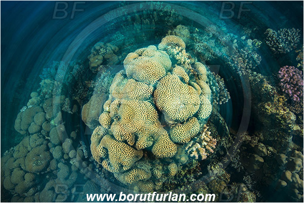 Marsa Shagra, Marsa Alam, Egypt, Red sea, Platygyra sp., Platygyra, Meandrinidae, Brain coral, Coral, Hard coral, Cnidaria, Cnidarian, Reef, Long exposure, Rotation, Rotation during exposure