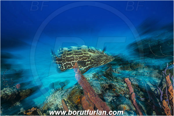 Tiger beach, Bahamas, Atlantic ocean, Mycteroperca bonaci, Mycteroperca, Serranidae, Black grouper, Grouper, Fish, Reef, Long exposure, Zoom, Zooming during exposure
