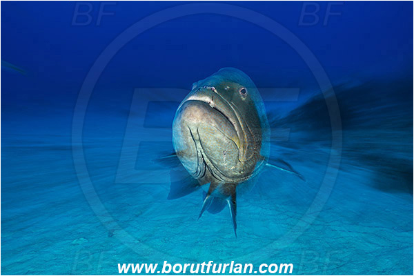 Tiger beach, Bahamas, Atlantic ocean, Mycteroperca bonaci, Mycteroperca, Serranidae, Black grouper, Grouper, Fish, Portrait, Long exposure, Zoom, Zooming during exposure