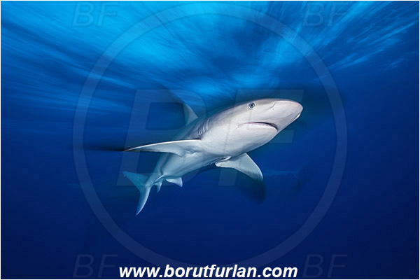 Tiger beach, Bahamas, Atlantic ocean, Carcharhinus perezii, Carcharhinus, Carcharhinidae, Elasmobranchii, Caribbean reef shark, Shark, Fish, Long exposure, Zoom, Zooming during exposure