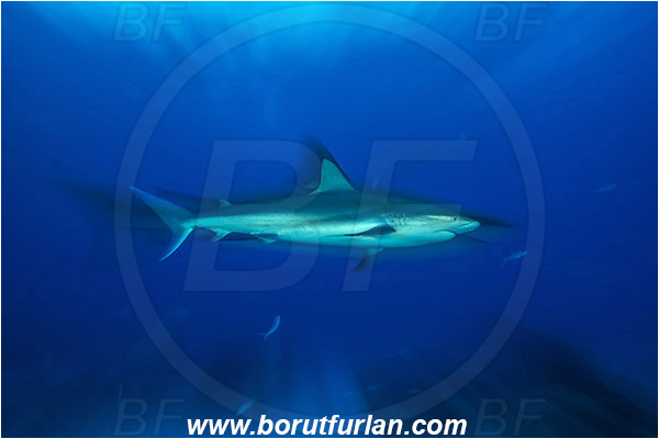 Tiger beach, Bahamas, Atlantic ocean, Carcharhinus perezii, Carcharhinus, Carcharhinidae, Elasmobranchii, Caribbean reef shark, Shark, Fish, Long exposure, Zoom, Zooming during exposure