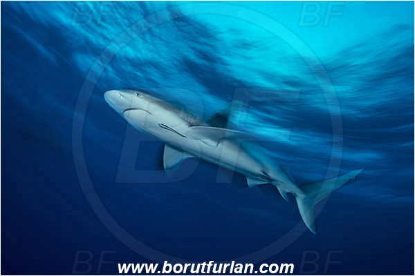 Tiger beach, Bahamas, Atlantic ocean, Carcharhinus perezii, Carcharhinus, Carcharhinidae, Elasmobranchii, Caribbean reef shark, Shark, Fish, Long exposure, Zoom, Zooming during exposure, Panning
